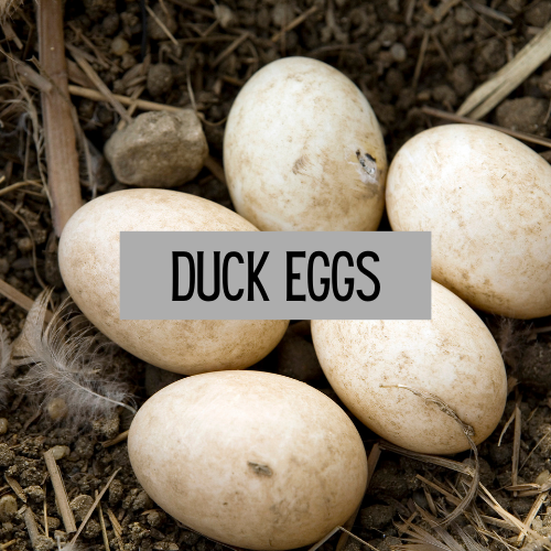 Duck Eggs (1/2 Dozen)